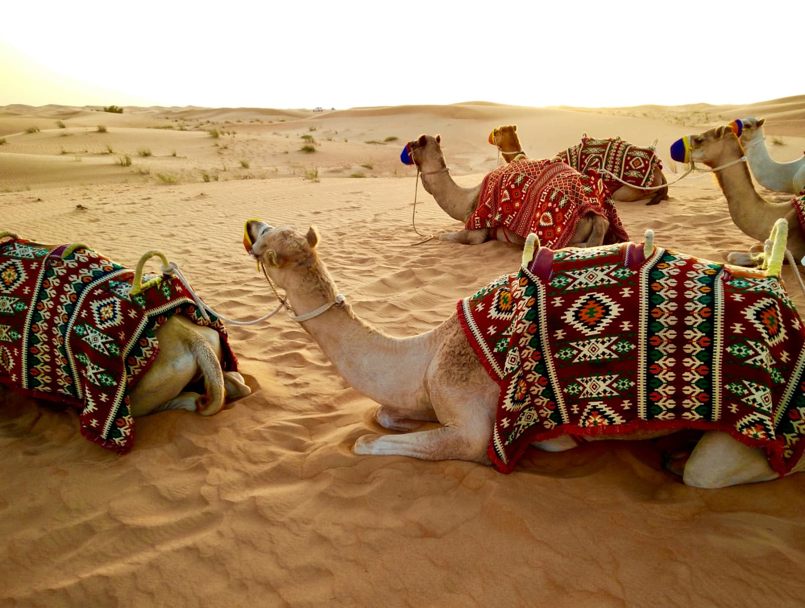 Camels in patterned saddle blankets resting on the desert dunes, Abu Dhabi