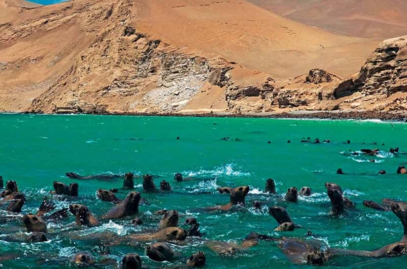 Wild sea lions in turquoise water